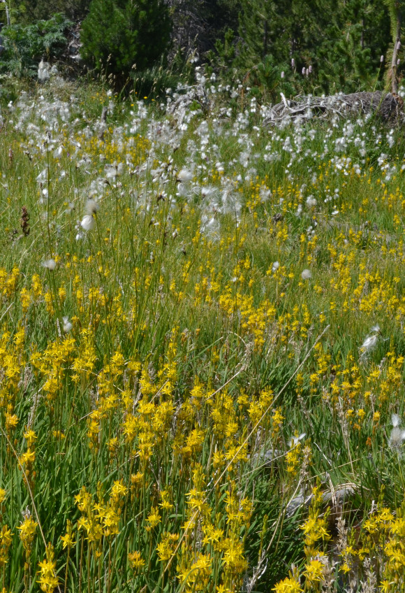 Narthecium ossifragum & cottongrass